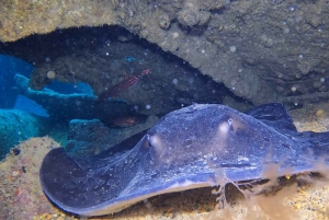 Santa Maria: Guided Snorkeling Shipwreck and Reef Tour