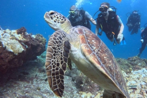 Santa Maria: Guided Snorkeling Shipwreck and Reef Tour