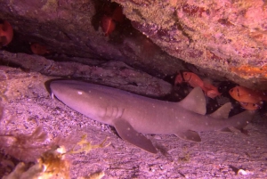 Santa Maria: Guided Snorkeling Shipwreck and Reef Tour