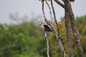 Santo Antão: Cova de Paúl: Kokopäivän saarikierros & vierailu Cova de Paúlissa
