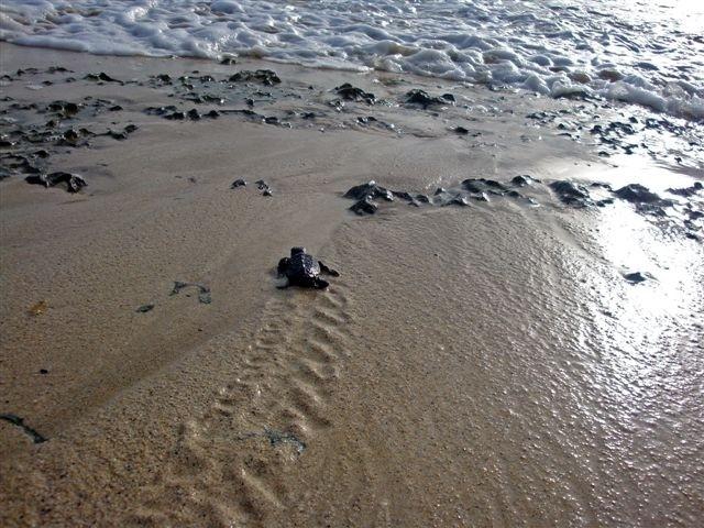 Turtle SOS Cabo Verde