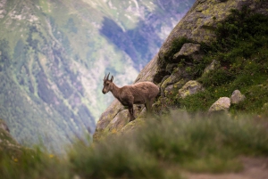 Chamonix : visite guidée de l'Aiguille du Midi et de Montenvers