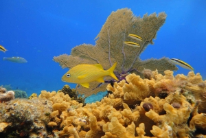 Cozumel: Privat VIP-glasbundbåd og snorkeltur