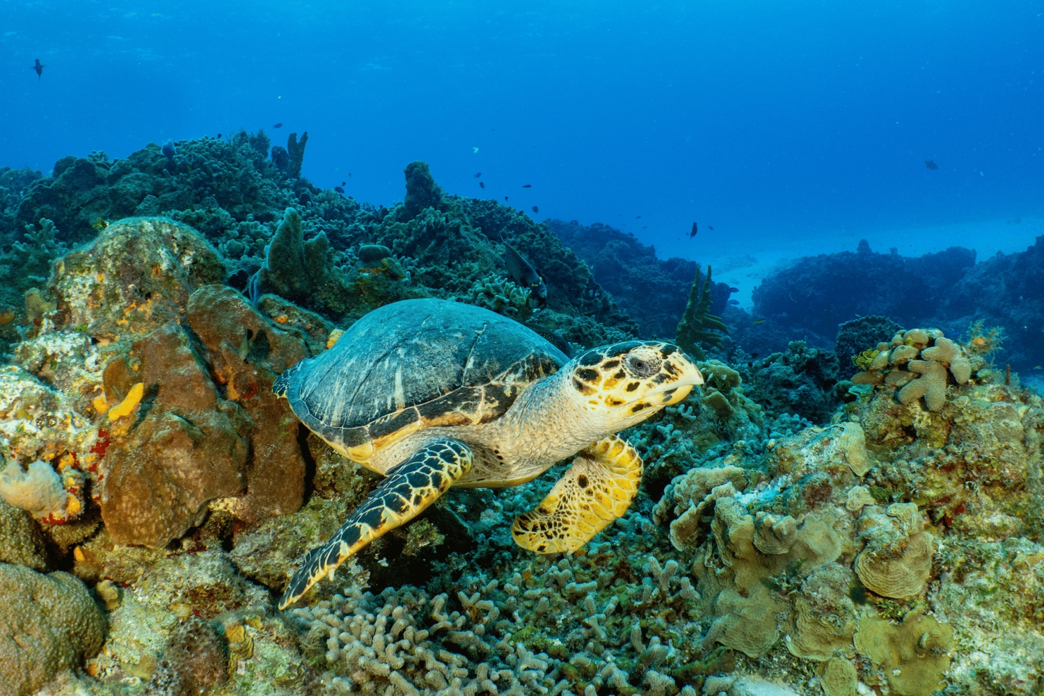 Cozumel: Rejs wycieczkowy z nurkowaniem z rurką