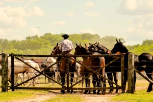 From Buenos Aires: Gaucho and Ranch Day Tour