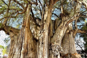 FRA CDMX: Puebla og Oaxaca 5 DAGE