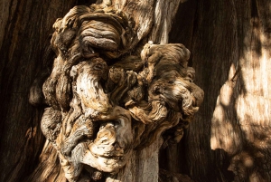 FRA CDMX: Puebla og Oaxaca 5 DAGE