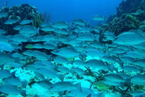 Z Cozumel: oficjalna całodzienna wejściówka do parku Chankanaab i fajka do nurkowania