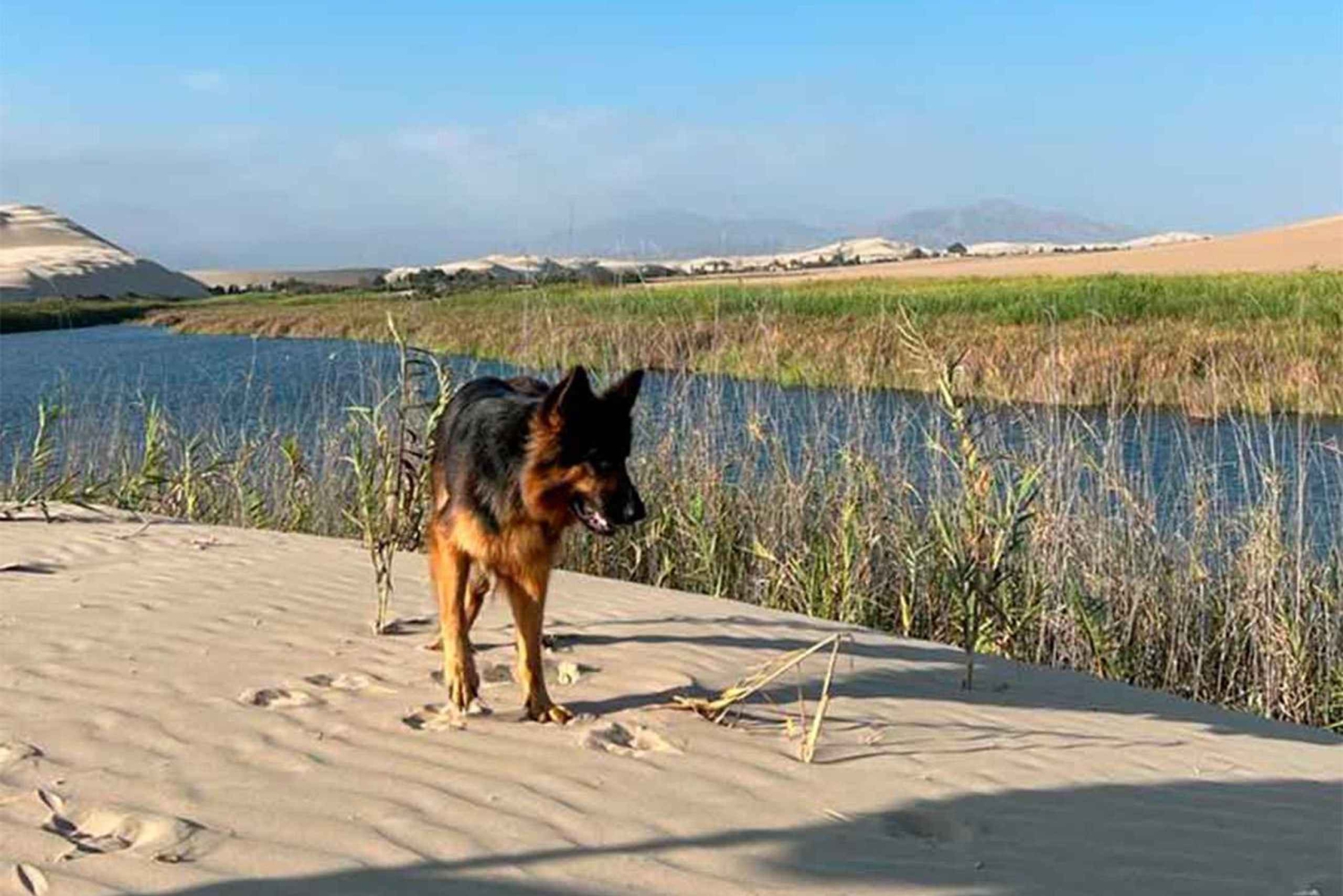 Från Lima: 1-dagsutflykt till Oasis Costa Rica och Ballestasöarna