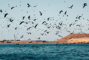 Från Lima: 1-dagsutflykt till Oasis Costa Rica och Ballestasöarna