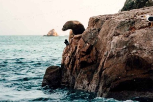 Från Lima: 1-dagsutflykt till Oasis Costa Rica och Ballestasöarna