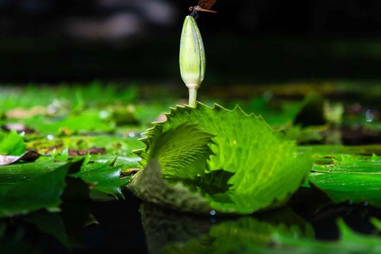 Da Mérida: scopri i cenote maya e lo spirito dell'acqua