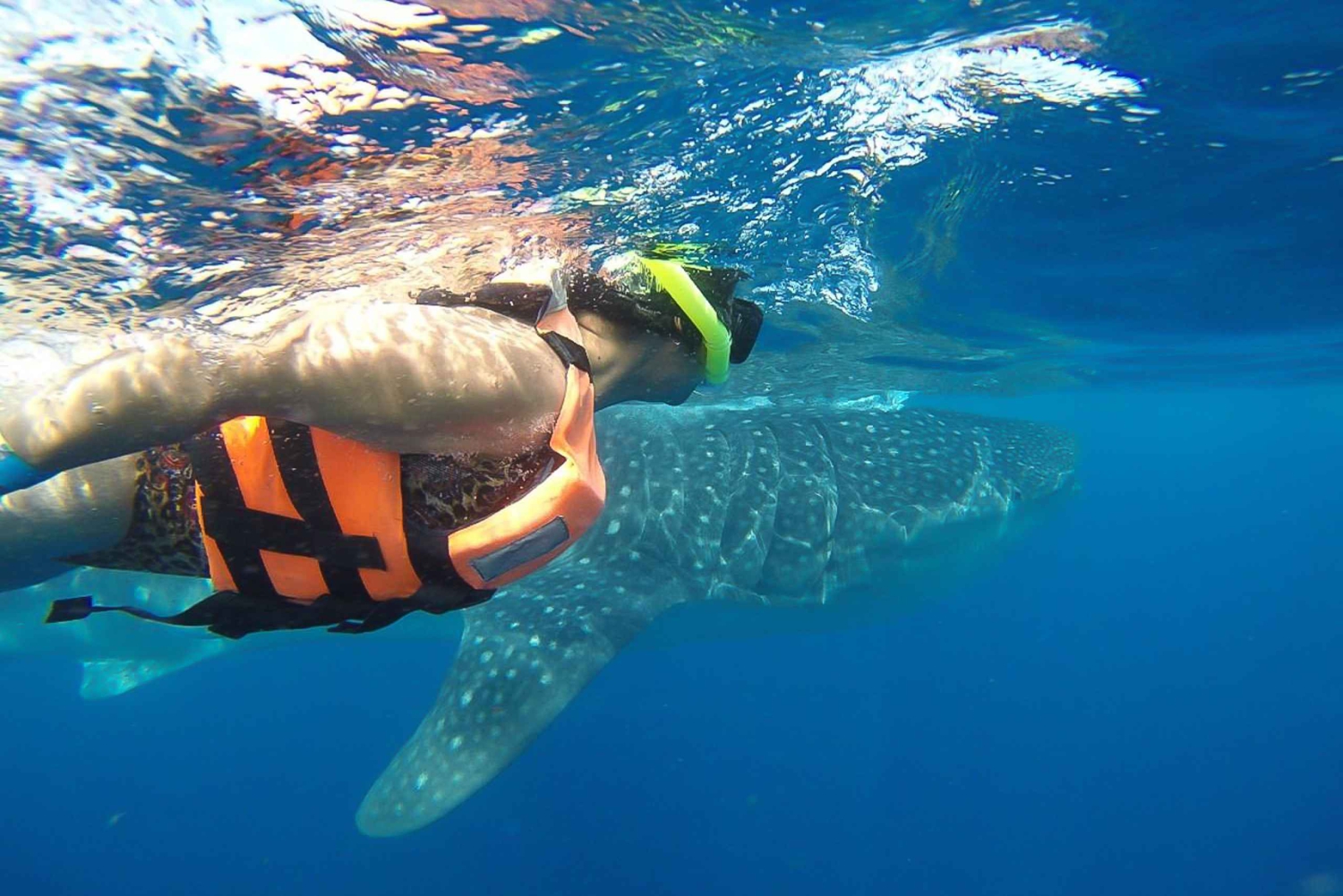 Depuis Playa del Carmen : Excursion au requin-baleine