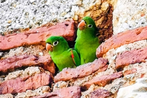 Z Puerto Plata: Pełna wizyta w Santo Domingo