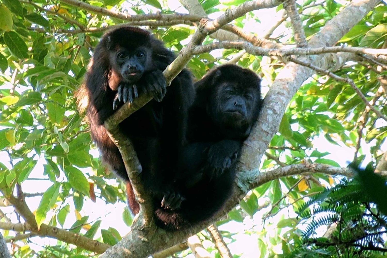 Vanuit Veracruz: Catemaco, Natuur, Watervallen & Apen Tour