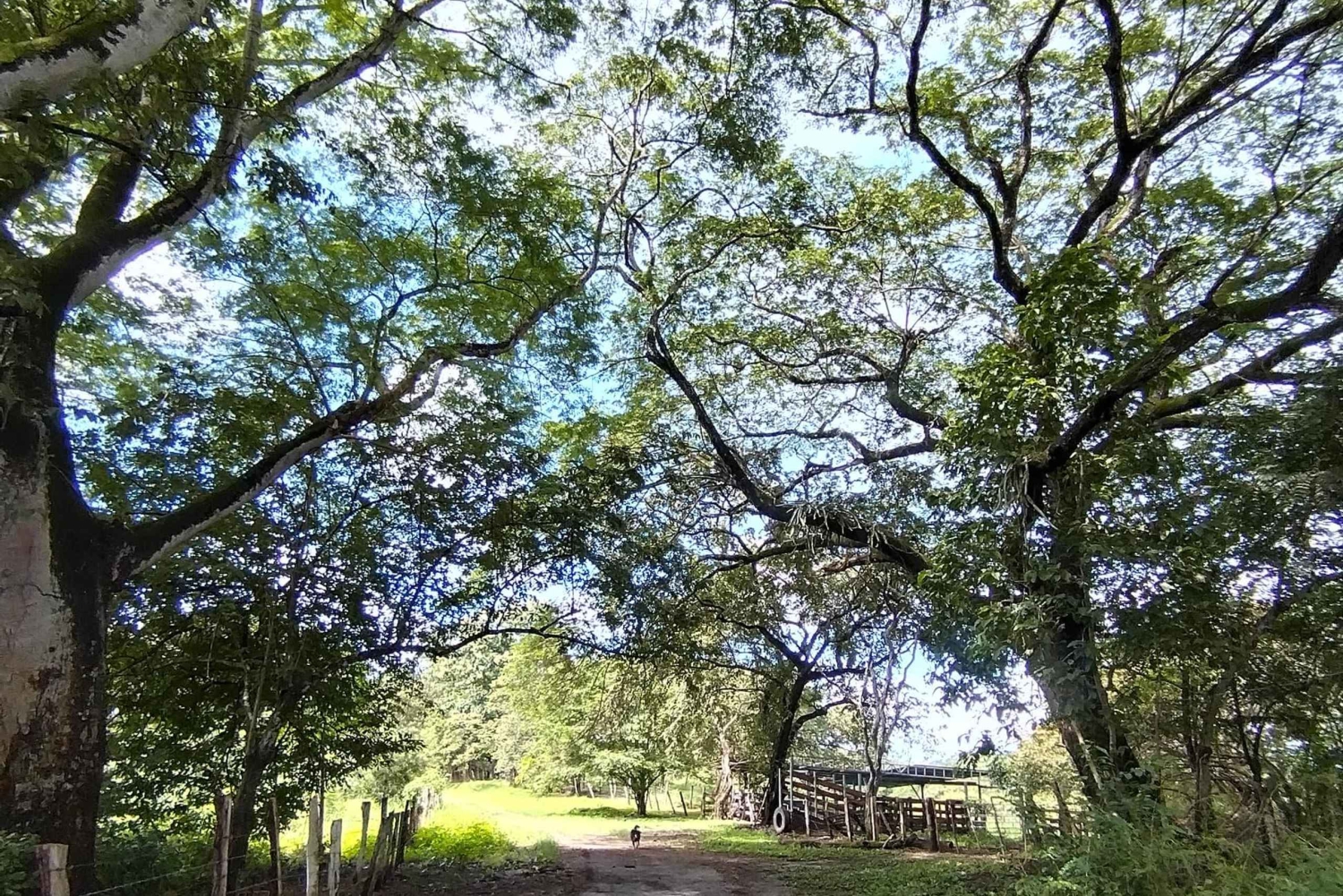 Guanacaste: Vandretur til Cañas Dulces og floden - Rincón de la Vieja