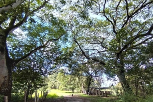 Guanacaste: Vandretur til Cañas Dulces og floden - Rincón de la Vieja