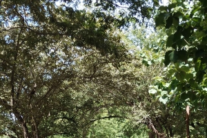 Guanacaste: Vandretur til Cañas Dulces og floden - Rincón de la Vieja