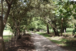 Guanacaste: Vandretur til Cañas Dulces og floden - Rincón de la Vieja
