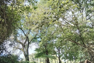 Guanacaste: Vandretur til Cañas Dulces og floden - Rincón de la Vieja