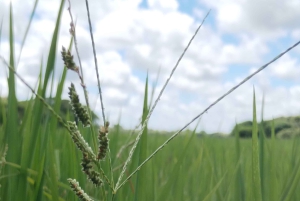 Guanacaste: Vandretur til Cañas Dulces og floden - Rincón de la Vieja