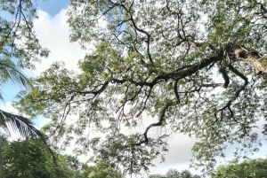 Guanacaste: Vandretur til Cañas Dulces og floden - Rincón de la Vieja