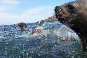 Lima: 2 dage: Palomino Island - Svømning med søløver + Huacachina - Alt inkluderet