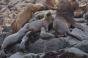 Lima: 2 dage: Palomino Island - Svømning med søløver + Huacachina - Alt inkluderet