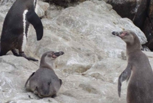 Lima: 2 dage: Palomino Island - Svømning med søløver + Huacachina - Alt inkluderet