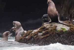 Lima: 2 dage: Palomino Island - Svømning med søløver + Huacachina - Alt inkluderet