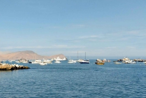 Lima: 2 dage: Palomino Island - Svømning med søløver + Huacachina - Alt inkluderet