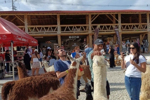 Medellin: Guatape Tour with Boat, Breakfast, Lunch & Llamas