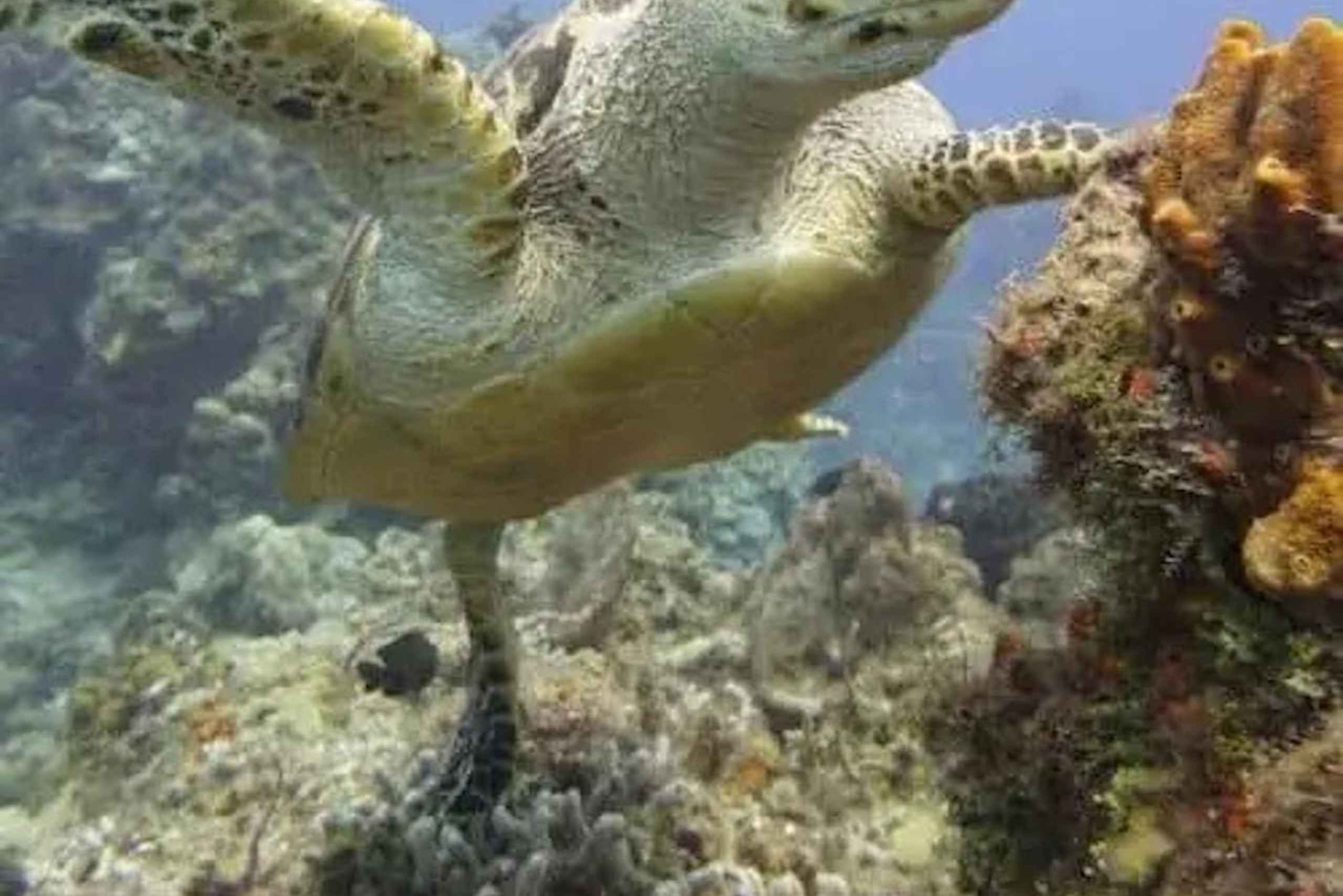 Playa del Carmen: Dykking for sertifiserte dykkere