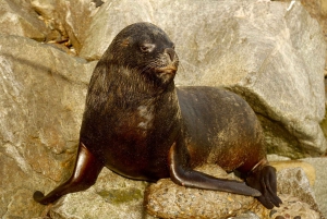 Santiago: Valparaiso, Viña del Mar, & Casablanca Valley Tour