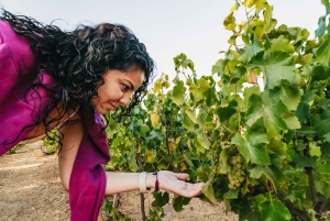 Santiago: Vina Del Mar, Valparaiso, Casablanca & Reñaca Tour