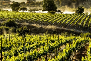 Santiago: Vina Del Mar, Valparaiso, Casablanca & Reñaca Tour