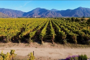 Santiago: Viña del Mar, Valparaiso, viininmaistajaiset