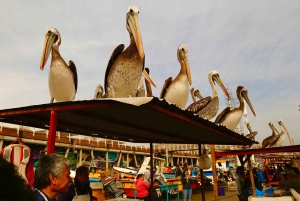 Santiago: Viña del Mar, Valparaiso, viininmaistajaiset