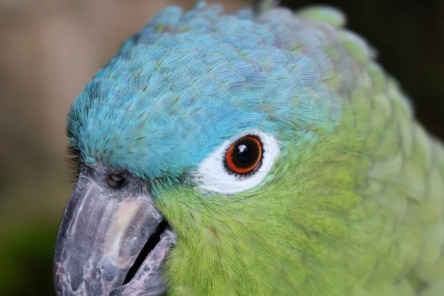 Tulum, 4 cénotes, Playa del Carmen