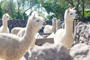 Valparaiso Port en Viña del Mar, Wijnproeven in Casablanca