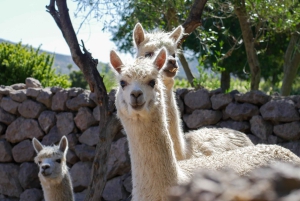 Valparaiso Port en Viña del Mar, Wijnproeven in Casablanca