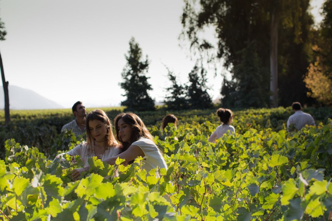 Concha y Toro Winery