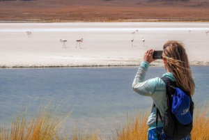From Uyuni: Red Lagoon & Uyuni Salt Flats 3-Day Guided Tour