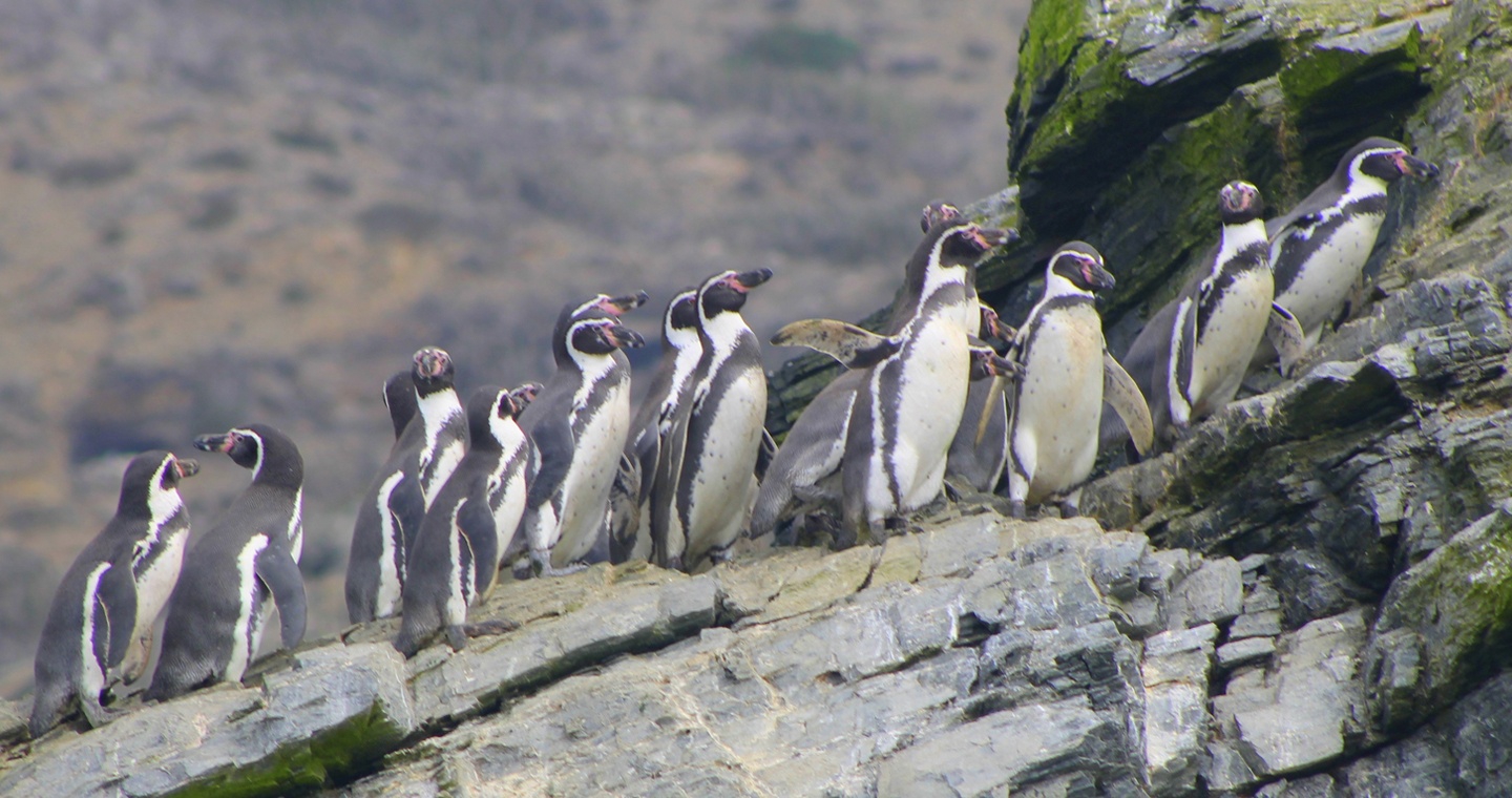 Humboldt Penguin National Reserve