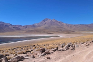 Piedras Rojas, Altiplanics Lagoons & Salar Full-Day Tour