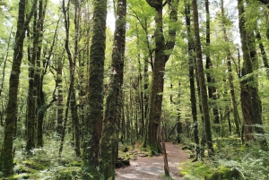 Visite privée de 5 jours de l'île du Sud de la Nouvelle-Zélande au départ de Queenstown
