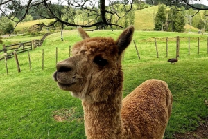 Visite privée de 5 jours de l'île du Sud de la Nouvelle-Zélande au départ de Queenstown
