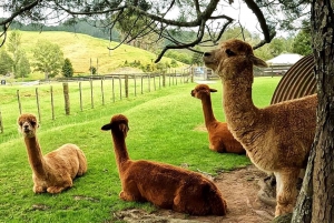 Circuit de 5 jours dans l'île du Sud de la Nouvelle-Zélande, de Dunedin à Christchurch