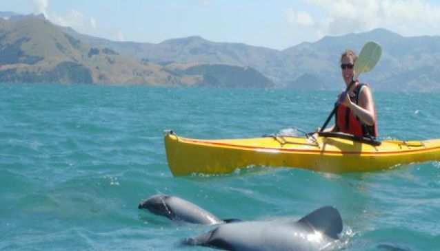 Akaroa Guided Kayak Safari