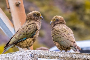 Excursion à Arthur's Pass au départ de Christchurch via CHC-GRZ TranzAlpine